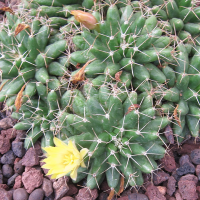 mammillaria_longimamma1bd