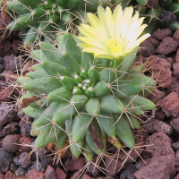 Mammillaria longimamma (Cactus-doigt)