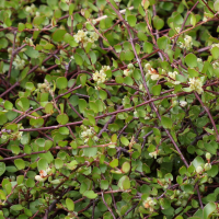 muehlenbeckia_axillaris1bd