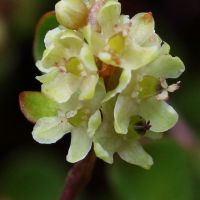 muehlenbeckia_axillaris3bd