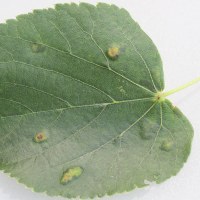 Eriophyes leiosoma (Phytopte de l'érinose du tilleul, Galle du tilleul)