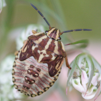 carpocoris_fuscispinus2md (Carpocoris fuscispinus)