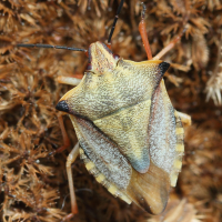 carpocoris_mediterraneus6md