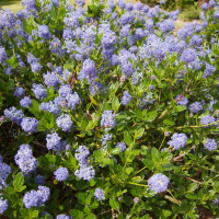 ceanothus_thyrsiflorus1md (Ceanothus thyrsiflorus)