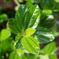 ceanothus_thyrsiflorus3md (Ceanothus thyrsiflorus)