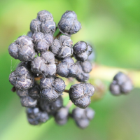 ceanothus_thyrsiflorus4md (Ceanothus thyrsiflorus)