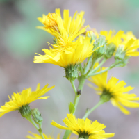 hieracium_umbellatum3md