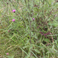 centaurea_decipiens3md (Centaurea decipiens)