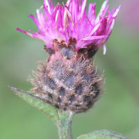 centaurea_decipiens4md (Centaurea decipiens)