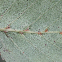 eriophyes_inangulis_galle6md (Eriophyes inangulis)