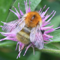 bombus_pascuorum2md (Bombus pascuorum)