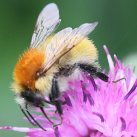 bombus_pascuorum3md