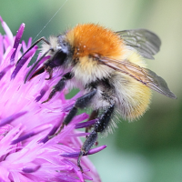 bombus_pascuorum5 (Bombus pascuorum)