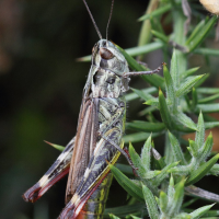 Chorthippus binotatus (Criquet des ajoncs)