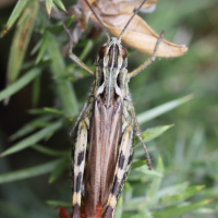 chorthippus_binotatus2md (Chorthippus binotatus)