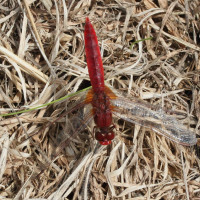 crocothemis_erythraea8md (Crocothemis erythraea)