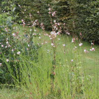 gaura_lindheimeri1md