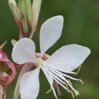 Oenothera lindheimeri (Gaura de Lindheimer)