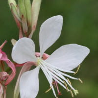 gaura_lindheimeri2md