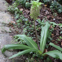 eucomis_bicolor1bd (Eucomis bicolor)