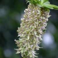 eucomis_bicolor2bd (Eucomis bicolor)