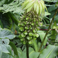 eucomis_bicolor3bd