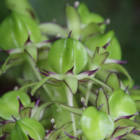 eucomis_bicolor4bd