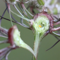 lasioptera_carophila_galle3md