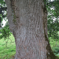 liriodendron_tulipifera8md