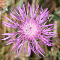 centaurea_jacea_timbalii2md (Centaurea jacea ssp. timbalii)