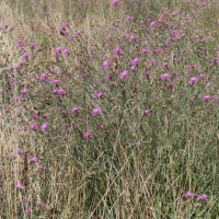 centaurea_jacea_timbalii3md (Centaurea jacea ssp. timbalii)