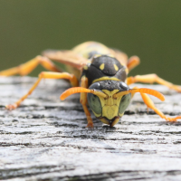 polistes_dominula7md