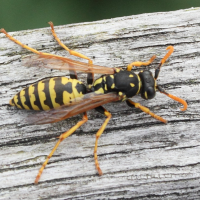 polistes_dominula9md