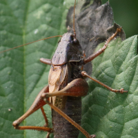 metrioptera_saussuriana7bd