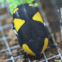 Pachnoda abyssinica (Cétoine noire et jaune d'Éthiopie)