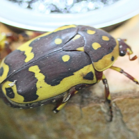 Pachnoda aemula (Cétoine noire et jaune du Burundi)