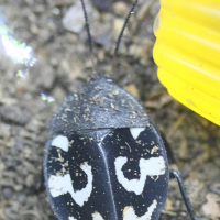 Therea olegrandjeani (Blatte domino)