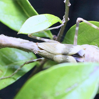 Parasphendale affinis (Mante)