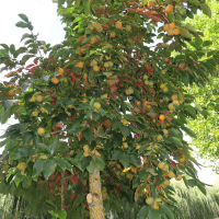 diospyros_kaki8md (Diospyros kaki)