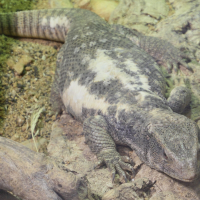 varanus_exanthematicus2md