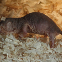 Heterocephalus glaber (Rat-taupe nu)