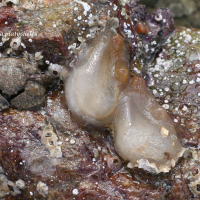 Ascidia conchilega (Ascidie coquillière)