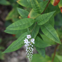 lysimachia_clethroides3md