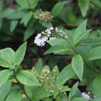 lysimachia_clethroides4md