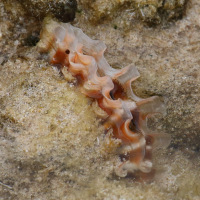 Bractechlamys corallinoides (Peigne corallinoïde)