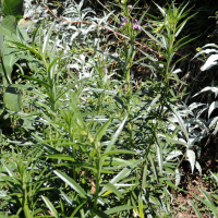 angelonia_salicariifolia3md