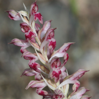 anacamptis_fragrans1bd (Anacamptis fragrans)