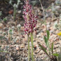 anacamptis_fragrans2bd