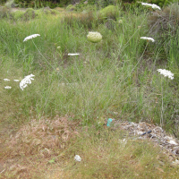 daucus_carota_maximus1md (Daucus carota ssp. maximus)