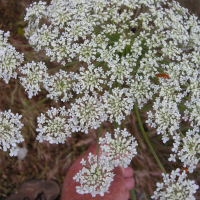 daucus_carota_maximus2md (Daucus carota ssp. maximus)